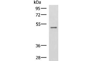 GRWD1 antibody