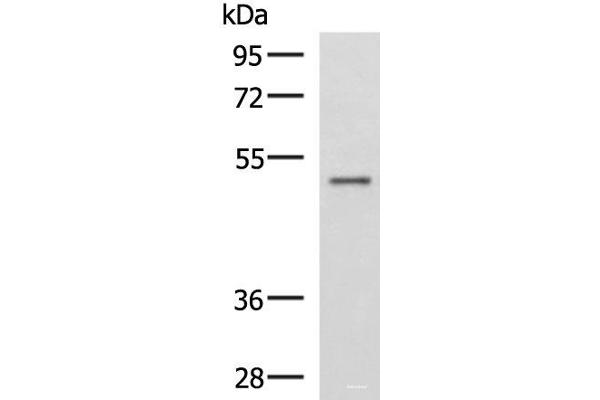 GRWD1 antibody