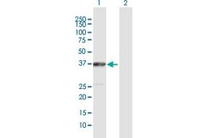 Western Blot analysis of ACAT2 expression in transfected 293T cell line by ACAT2 MaxPab polyclonal antibody.