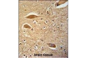 FIBB Antibody (N-term) (ABIN390413 and ABIN2840802) immunohistochemistry analysis in formalin fixed and paraffin embedded human brain tissue followed by peroxidase conjugation of the secondary antibody and DAB staining. (Fibrinogen beta Chain antibody  (N-Term))