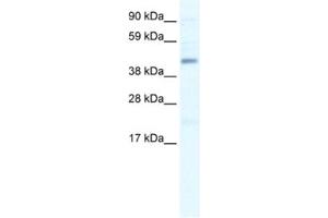 Western Blotting (WB) image for anti-SWI/SNF Related, Matrix Associated, Actin Dependent Regulator of Chromatin, Subfamily B, Member 1 (SMARCB1) antibody (ABIN2460879) (SMARCB1 antibody)