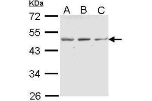 Western Blotting (WB) image for anti-Ectonucleoside Triphosphate diphosphohydrolase 5 (ENTPD5) (Center) antibody (ABIN2856876)