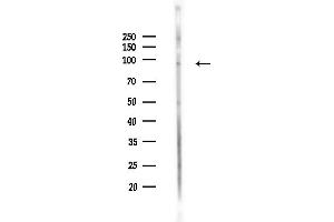 anti-Glutamate Receptor, Ionotropic, AMPA 2/3 (GRIA2/3) (Internal Region) antibody