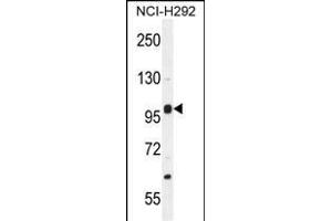 NBPF8 Antibody (N-term) (ABIN655536 and ABIN2845048) western blot analysis in NCI- cell line lysates (35 μg/lane).