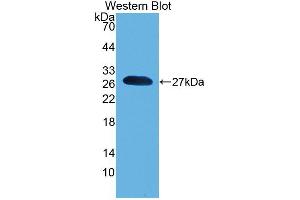 Western blot analysis of the recombinant protein. (Pronociceptin (AA 12-181) antibody)
