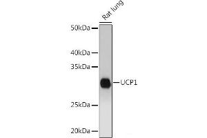 Western blot analysis of extracts of Rat lung using UCP1 Polyclonal Antibody at dilution of 1:1000. (UCP1 antibody)