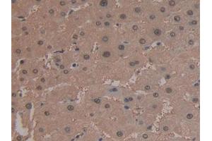 IHC-P analysis of Human Liver Tissue, with DAB staining. (ARG antibody  (AA 1-322))