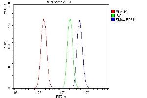 anti-Spermine Oxidase (SMOX) (AA 40-555) antibody