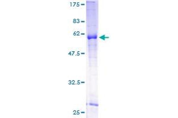WNT7B Protein (AA 32-349) (GST tag)