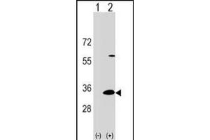 Western blot analysis of DP1 (arrow) using rabbit polyclonal DP1 Antibody (C-term) 17383b. (DAPP1 antibody  (C-Term))