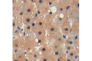 Used in DAB staining on fromalin fixed paraffin-embedded liver tissue (FKBPL antibody  (AA 1-349))