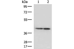 Western blot analysis of Human cerebella tissue and Human cerebrum tissue lysates using ATP6V1C1 Polyclonal Antibody at dilution of 1:500