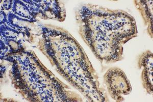 Anti-Lamin A+C antibody, IHC(P) IHC(P): Mouse Intestine Tissue