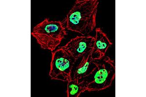 Fluorescent confocal image of Hela cell stained with HNRNPD Antibody (N-term). (HNRNPD/AUF1 antibody  (N-Term))