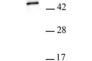 PHF6 antibody (pAb) tested by Western blot.