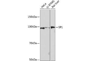 Western blot analysis of extracts of various cell lines, using SP1 antibody (ABIN7270505) at 1:1000 dilution. (SP1 antibody)