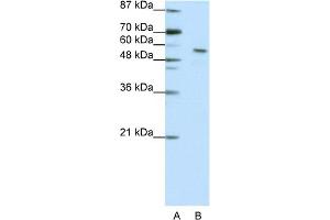 WB Suggested Anti-INSM2 Antibody Titration:  2. (INSM2 antibody  (N-Term))