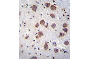 PDE1B Antibody (C-term) (ABIN655791 and ABIN2845221) immunohistochemistry analysis in formalin fixed and paraffin embedded human brain tissue followed by peroxidase conjugation of the secondary antibody and DAB staining. (PDE1B antibody  (C-Term))