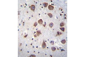 PDE1B Antibody (C-term) (ABIN655791 and ABIN2845221) immunohistochemistry analysis in formalin fixed and paraffin embedded human brain tissue followed by peroxidase conjugation of the secondary antibody and DAB staining.