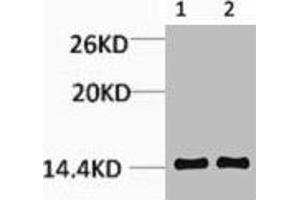 Western blot analysis of 1) Hela, 2) Rat Testis Tissue, diluted at 1:1000. (HIST1H3A/HIST2H3A/H3F3A (2meLys14) antibody)