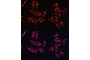 Immunofluorescence analysis of NIH/3T3 cells using IDH1 Rabbit pAb (ABIN3023105, ABIN3023106, ABIN3023107 and ABIN6219391) at dilution of 1:50 (40x lens).
