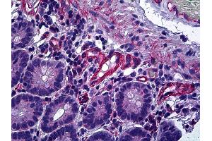 Anti-PPP3CA / Calcineurin A antibody IHC of human small intestine. (PPP3CA antibody  (AA 21-51))
