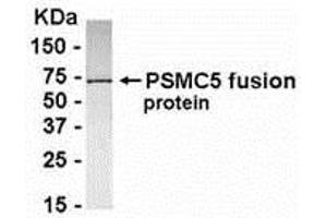Western Blotting (WB) image for anti-Proteasome (Prosome, Macropain) 26S Subunit, ATPase, 5 (PSMC5) (AA 2-160) antibody (ABIN2468166) (PSMC5 antibody  (AA 2-160))
