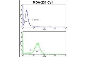 Flow cytometric analysis of MDA-231 cells using COLEC11 Antibody (N-term)(bottom histogram) compared to a negative control (top histogram). (COLEC11 antibody  (N-Term))