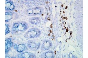 Immunohistochemistry analysis using Mouse Anti-Hsp90 Monoclonal Antibody, Clone D7alpha . (HSP90 antibody  (PerCP))