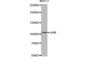 Western blot analysis of extracts of MCF7 cells lines, using AHR antibody. (Aryl Hydrocarbon Receptor antibody  (AA 619-848))