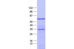 Validation with Western Blot