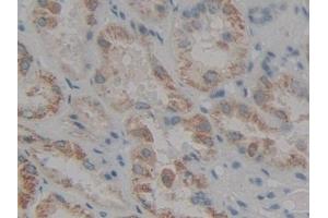 IHC-P analysis of Human Kidney Tissue, with DAB staining. (LOR antibody  (AA 210-295))