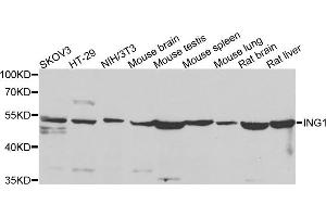 Western blot analysis of extracts of various cell lines, using ING1 antibody (ABIN5975667) at 1/500 dilution. (ING1 antibody)