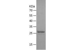 Western Blotting (WB) image for Claudin 3 (CLDN3) (AA 30-80) protein (His-IF2DI Tag) (ABIN7122407) (Claudin 3 Protein (CLDN3) (AA 30-80) (His-IF2DI Tag))