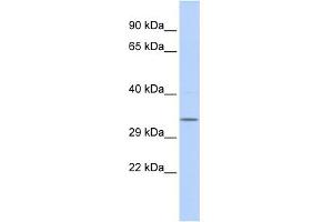 WB Suggested Anti-NMRAL1 Antibody Titration: 0.