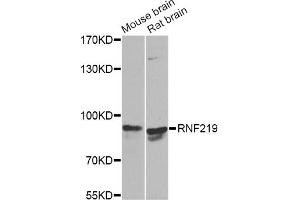 Western blot analysis of extracts of various cell lines, using RNF219 Antibody. (RNF219 antibody)