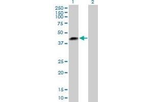 Western Blot analysis of LRRC23 expression in transfected 293T cell line by LRRC23 MaxPab polyclonal antibody. (LRRC23 antibody  (AA 1-343))