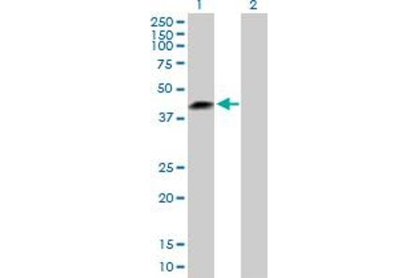 LRRC23 Antikörper  (AA 1-343)