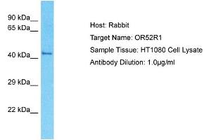 Host: Rabbit Target Name: OR52R1 Sample Type: HT1080 Whole Cell lysates Antibody Dilution: 1.