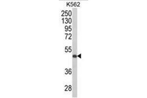 Western blot analysis of KIR3DS1 Antibody (C-term) in K562 cell line lysates (35ug/lane). (KIR3DS1 antibody  (C-Term))