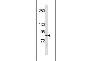 NALD2 Antibody (C-term) (ABIN1881563 and ABIN2843253) western blot analysis in CEM cell line lysates (35 μg/lane). (NAALAD2 antibody  (C-Term))