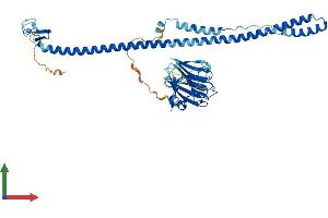 Protein Structure (PS) image for Tripartite Motif Containing 14 (TRIM14) (AA 1-442) protein (His tag) (ABIN7544736)
