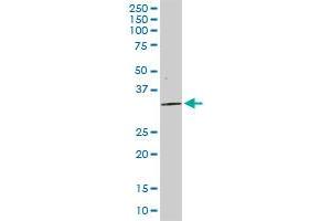 STX4 MaxPab rabbit polyclonal antibody. (Syntaxin 4 antibody  (AA 1-297))