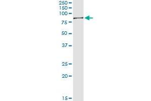 Immunoprecipitation of SWAP70 transfected lysate using anti-SWAP70 MaxPab rabbit polyclonal antibody and Protein A Magnetic Bead , and immunoblotted with SWAP70 purified MaxPab mouse polyclonal antibody (B01P) . (SWAP70 antibody  (AA 1-585))