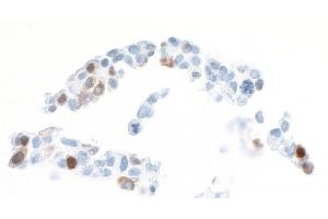Immunocytochemistry (ICC) image for anti-Arginase, Liver (ARG1) (AA 1-322) antibody (ABIN7454020) (Recombinant Liver Arginase antibody  (AA 1-322))
