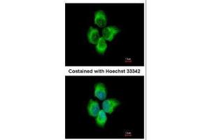 ICC/IF Image Immunofluorescence analysis of methanol-fixed A431, using MMP8, antibody at 1:500 dilution. (MMP8 antibody)