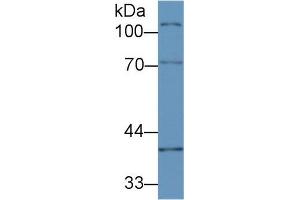 Western blot analysis of Mouse Ovary lysate, using Mouse CUZD1 Antibody (2 µg/ml) and HRP-conjugated Goat Anti-Rabbit antibody ( (CUZD1 antibody  (AA 291-545))