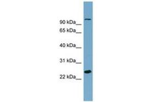 Image no. 1 for anti-Sema Domain, Immunoglobulin Domain (Ig), Short Basic Domain, Secreted, (Semaphorin) 3D (SEMA3D) (AA 611-660) antibody (ABIN6743845) (SEMA3D antibody  (AA 611-660))