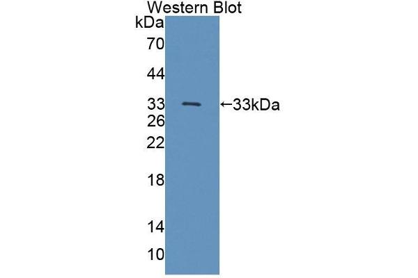 TSSK1 antibody  (AA 52-309)