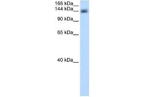CPSF1 antibody used at 0. (CPSF1 antibody  (Middle Region))